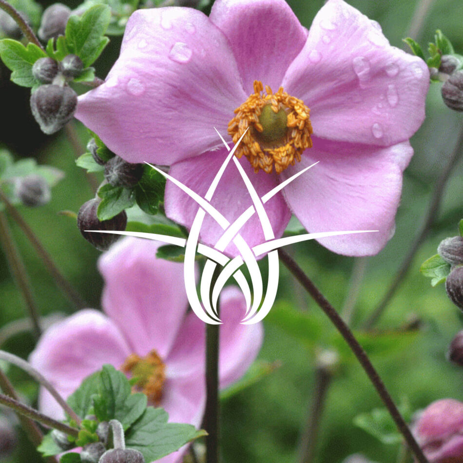 Brooklyn Botanic Garden logo with flowers